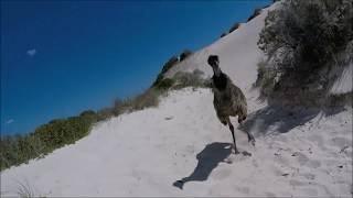 Emu Attack at Sandy Cape Jurien Bay Western Australia [upl. by Halilak]