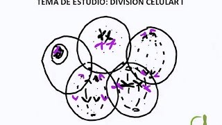 División Celular I [upl. by Akyre]