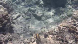 Humuhumunukunukuapuaa Hawaii State Fish in Hanauma Bay [upl. by Nnylirej]