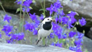 Linerle  White Wagtail Motacilla alba [upl. by Eniwtna935]