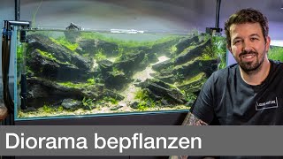 Bepflanzung vom 160L Diorama Wettbewerbsaquarium  Liquid Nature [upl. by Marthe]