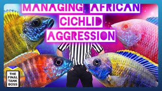 African Cichlid Aggression How to beat it [upl. by Zak]