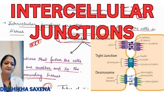 Intercellular connections Tight junction zonula adherens desmosome hemidesmosomes [upl. by Yenittirb]