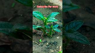 Jackfruit Plant From Seed Easy Grow jackfruit plant seed [upl. by Okiram]