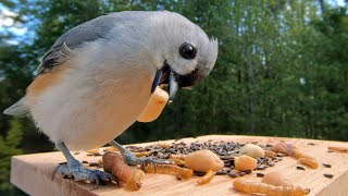 Meet Chirpie The Adorable Tufted Titmouse [upl. by Auahsoj]