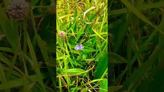 🌱GERMANDER SPEEDWELL🌱veronica chamaedrys [upl. by Spiegel149]