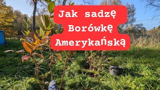 Jak sadzić borówkę amerykańską [upl. by Stanwood]