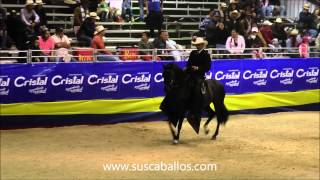 Gran Campeonato Caballos Paso Fino Facatativa 2015 [upl. by Aeel982]