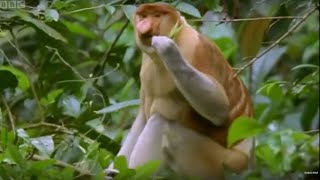 Proboscis Monkey  Wild Indonesia  BBC [upl. by Loux]