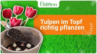 Gartentipp Tulpen richtig im Topf pflanzen [upl. by Eibbor]