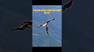 Golden eagle attack trending goldeneagle animals viralvideo youtubeshorts birdofprey birds [upl. by Eilahtan]