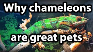 5 reasons why chameleons make great pets [upl. by Nawotna]