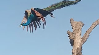 Peacock dance 🦚 peacock birds the india pefowlpeacock sound and peacock flying roof and peahen [upl. by Kathleen]