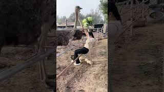 The process of collecting ostrich eggs at an ostrich farm [upl. by Ocnarfnaig]