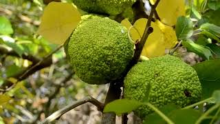 Maclura pomifera [upl. by Hildy]