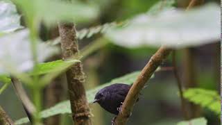 Silveryfronted Tapaculo Scytalopus argentifrons [upl. by Silas]