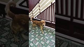 Champak bna gate keeper dog comedyfunnyshorts [upl. by Musser335]