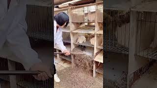 Rabbit cage cleaning process [upl. by Dottie503]