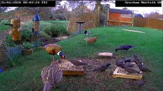 Pheasant Morning at Gresham UK Groundcam  13120 [upl. by Inaboy]