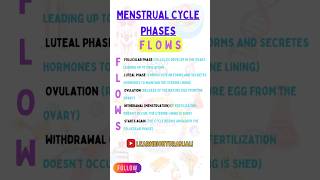 Phases of menstrual cycle biology biologycourse biologycurriculum motivation [upl. by Ordnas]