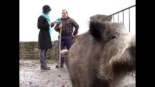 Bixkor el jabalí mascota de un vecino de Navarra [upl. by Verdie]