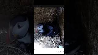 Puffin Watch A puffling is born [upl. by Eldwon462]