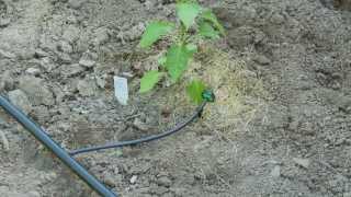 How To do Drip Irrigation with Emitters [upl. by Chansoo]