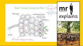 mr i explains The difference between the Symplast and Apoplast Pathways of Water Transport [upl. by Leik]