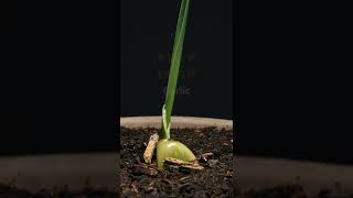 Growing Garlic Time Lapse  14 days [upl. by Atiuqehc824]