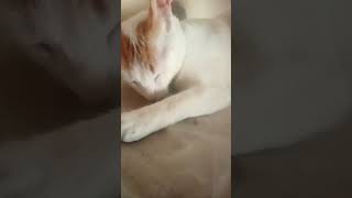 Ningún centimetro movió mi gatito 😂😂😂🎵 [upl. by Schuster]