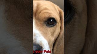 Beagle Dog Breed doglover dog dogbreed cute viralnow shorts shortvideo viralshorts [upl. by Ynnos273]