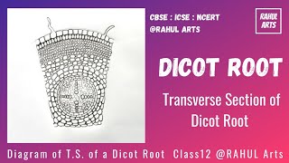 How to draw TS of a Dicot Root  Diagram Of Dicot Root  Internal structure of dicot root [upl. by Netsriik]