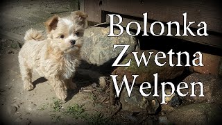 Bolonka Zwetna Welpen  Entwicklung von der Geburt bis zum abgabefähigen Alter Bolonka Zwetna Doku [upl. by Bindman898]