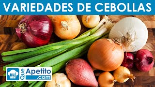 7 Variedades de Cebollas  QueApetito [upl. by Yekcir]