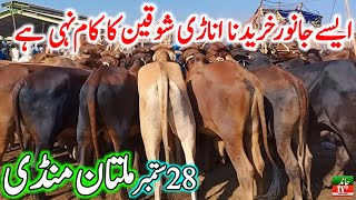 Today Multan Cow Mandi Fresh Latest Update 28092024  Sahiwal Cholistani Bachre  Cow Mandi 2024🔥 [upl. by Minton]