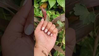 Naykaa Matte Nailpolish Shade  Smores Milkshake youtubeshortsindia shortsfeed viral naykaa [upl. by Heymann]