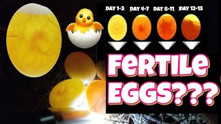 How to check if an egg is fertile and development stages egg candling [upl. by Sverre678]