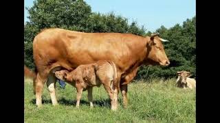 Galician Blond Cattle  Interesting Facts [upl. by Enimrej488]