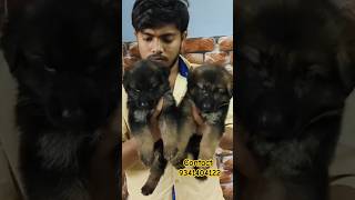 German male female cheapest in patna low bihar patna viralvideo trending gsd Rahulpetshop [upl. by Werby]