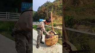 Guy cutting hornets nest shorts satisfying [upl. by Lorelei]