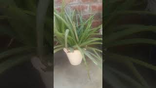 Most usefull Plant  Rizwan Gohar Vlog plants roots diet shorts youtubeshorts rizwangoharvlog [upl. by Noll321]