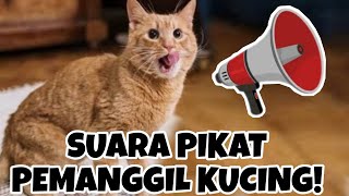 SUARA KUCING MEMANGGIL TEMANNYA [upl. by Ybrek]