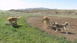 ABORIGINAL CENTRAL ASIAN SHEPHERD DOGS of South Kazakhstan [upl. by Azitram]