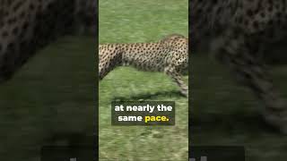 African Cheetah vs Asiatic Cheetah The Ultimate Sprint [upl. by Hasty]