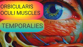 Understanding the Temporalies amp Orbicularis Oculi Muscles [upl. by Enirhtac]