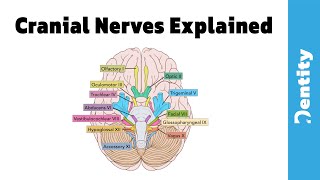 2021 شرح مبسط وسهل  Cranial Nerves [upl. by Chick]