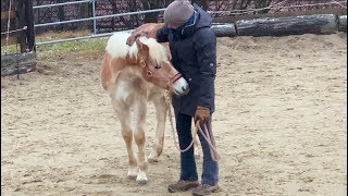 1 Mal Babytraining mit meinem gewonnenen Fohlen amp meiner Trainerin  UNGESCHNITTEN [upl. by Dnomso211]