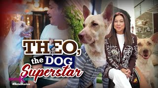 Theo The Dog Superstar  RATED KORINA [upl. by Ainek]