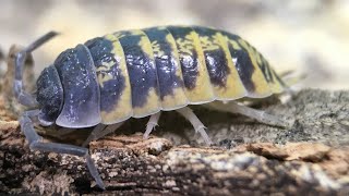 Porcellio ornatus Isopod Care Guide [upl. by Roper]