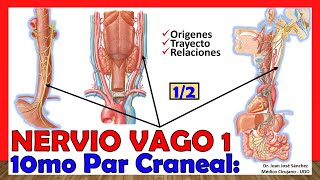 🥇 10mo Par Craneal  NERVIO VAGO 12  Neumogástrico Origen Trayecto y Relaciones [upl. by Atnaloj]